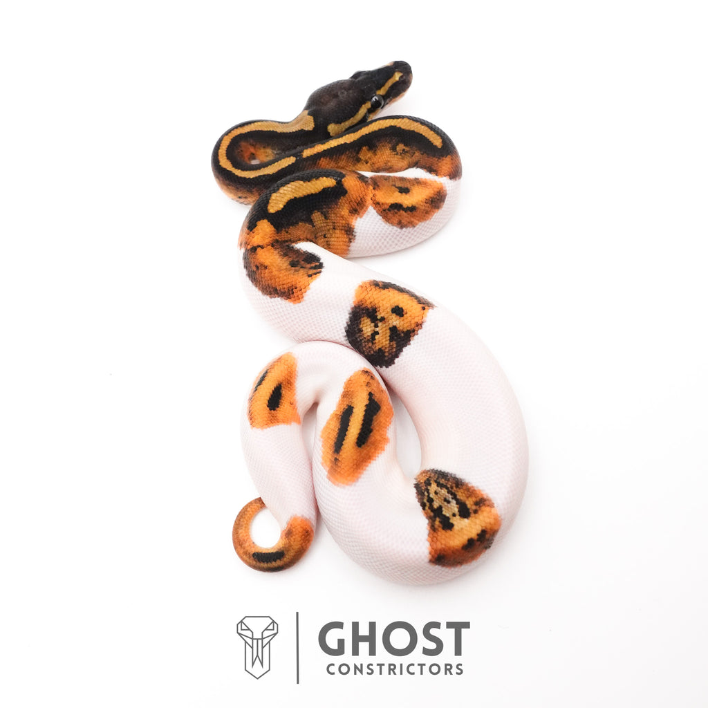 Piebald Ball Python — Female, 2026 hatch, captive-bred by Ghost Constrictors