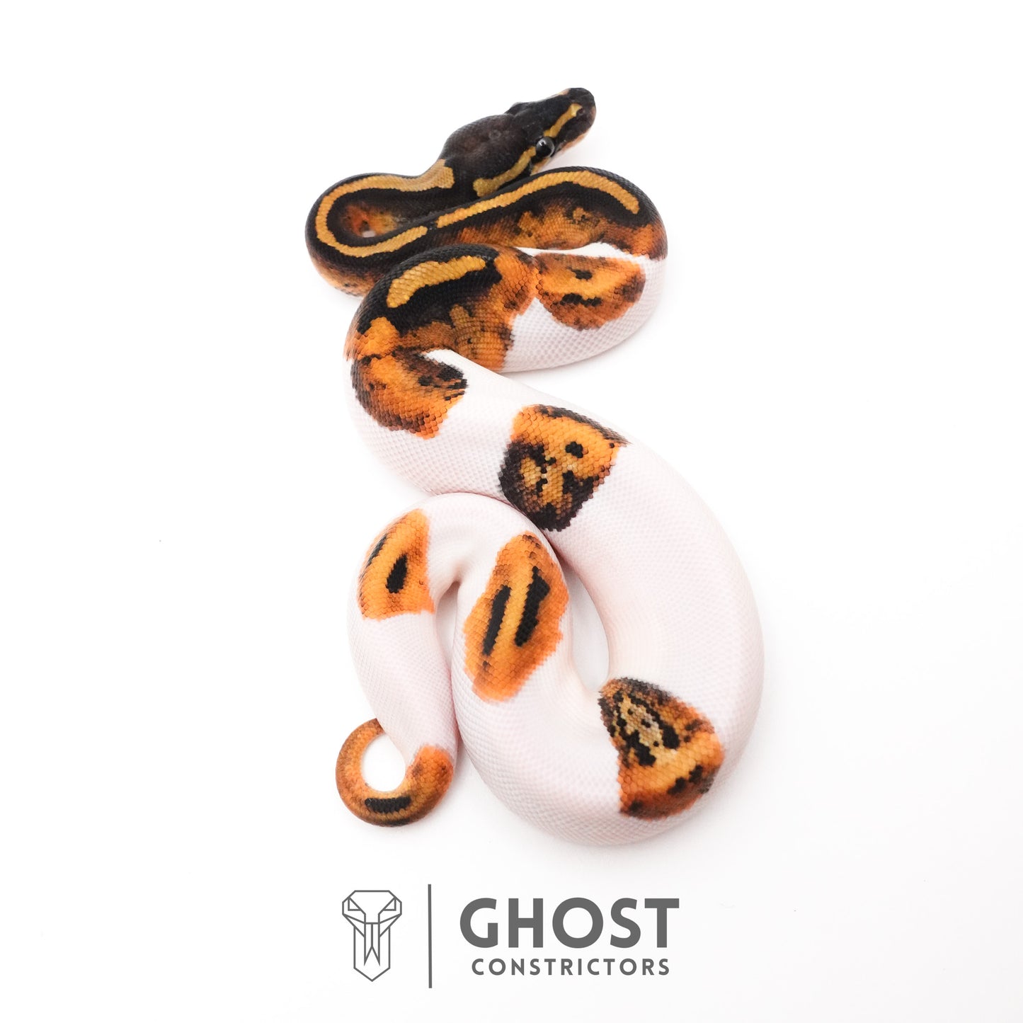 Piebald Ball Python
