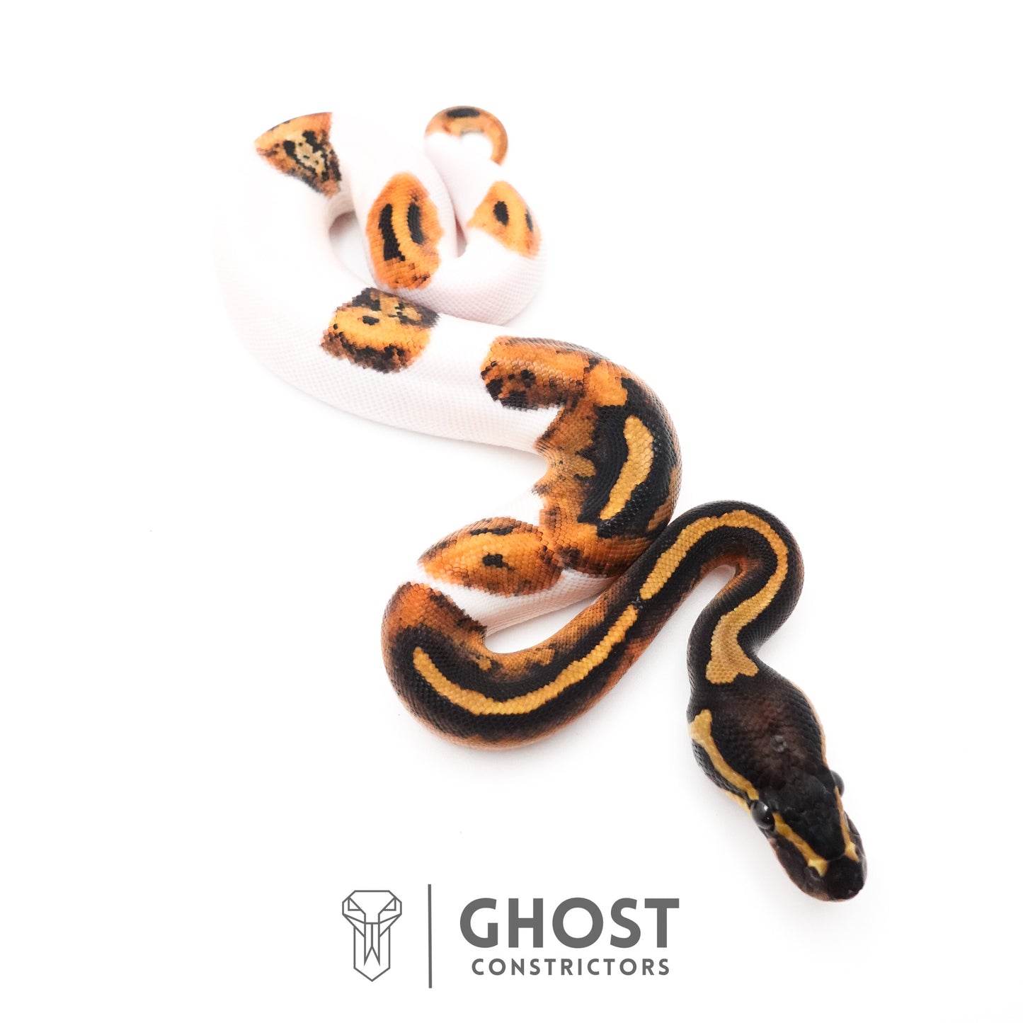 Piebald Ball Python