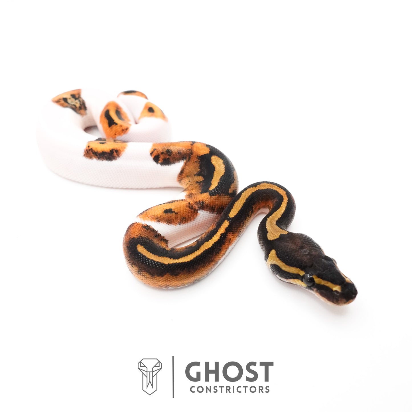 Piebald Ball Python