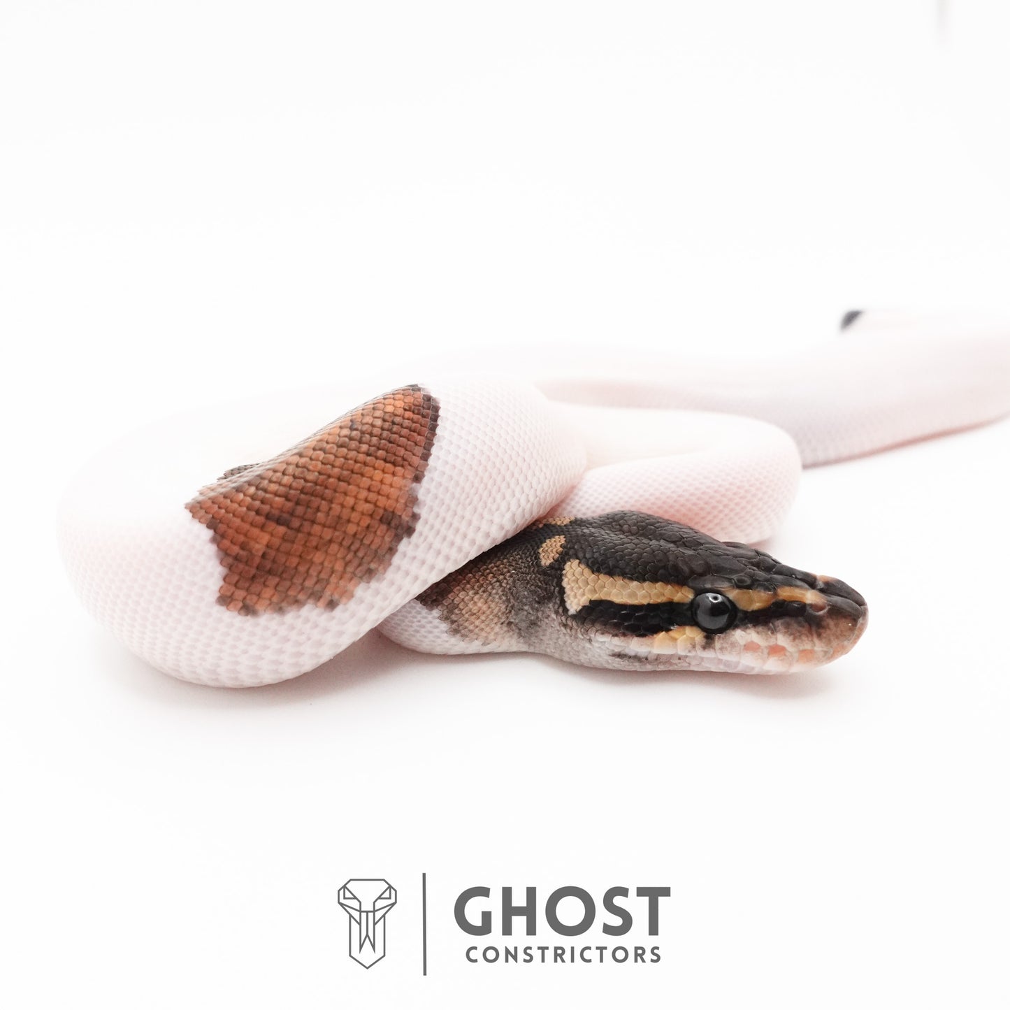 Black Pastel Piebald Ball Python