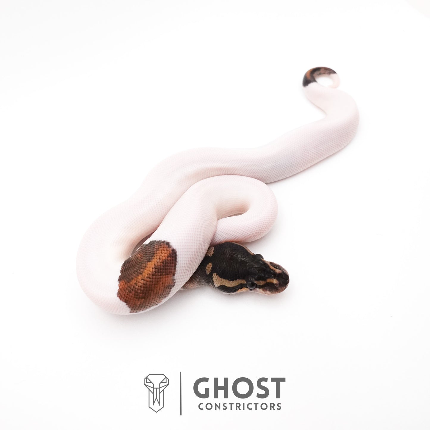 Black Pastel Piebald Ball Python