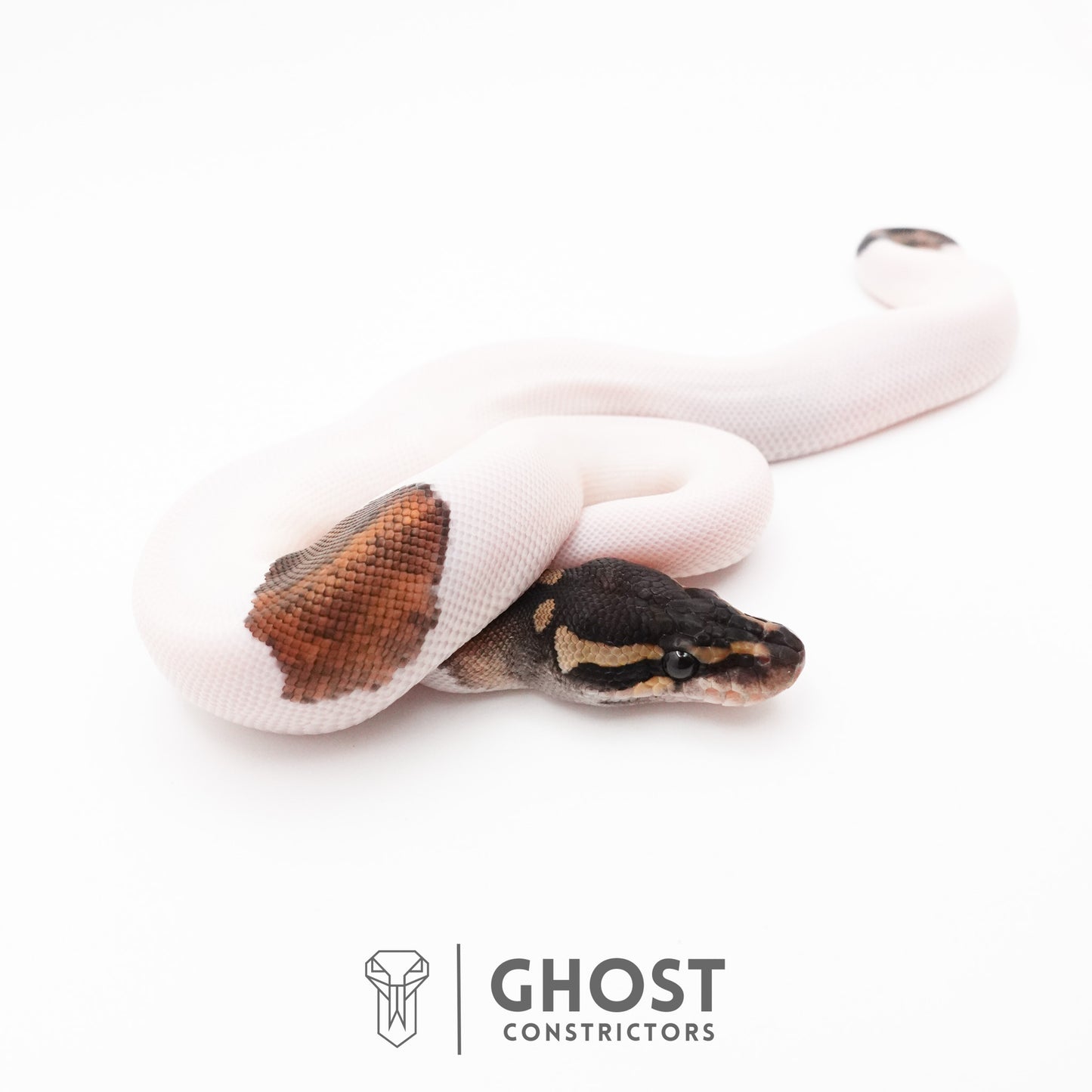 Black Pastel Piebald Ball Python