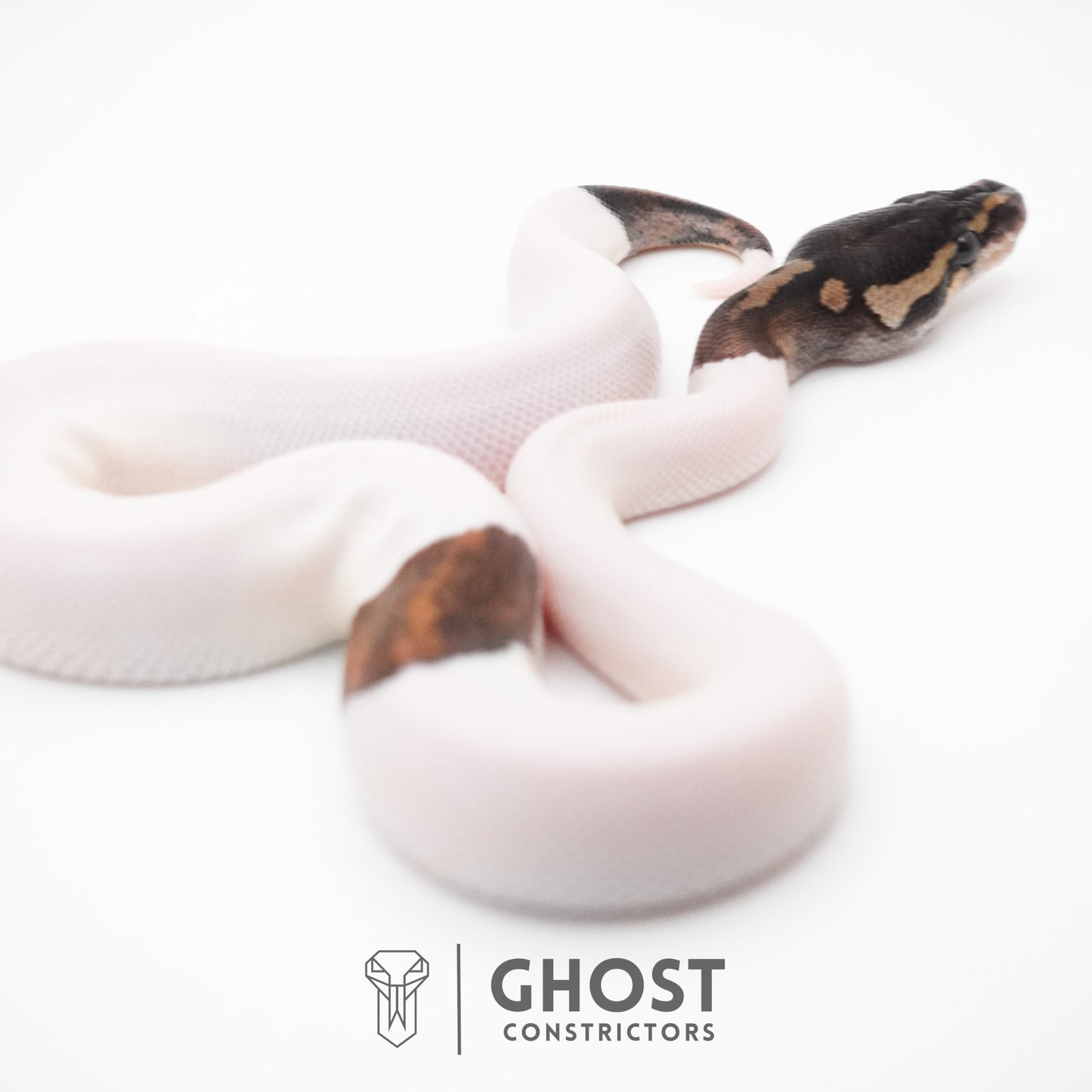Black Pastel Piebald Ball Python