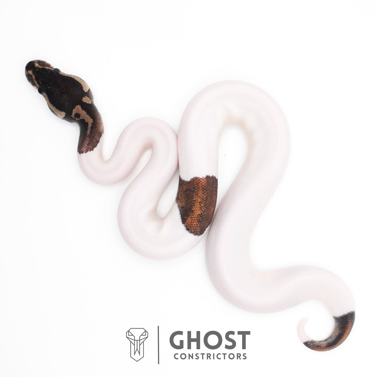 Black Pastel Piebald Ball Python