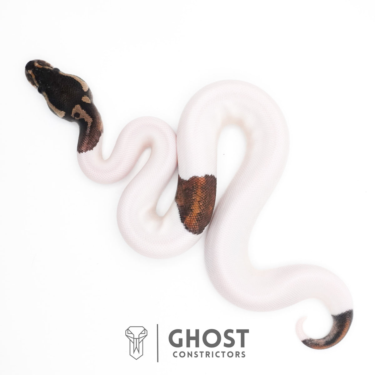 Black Pastel Piebald Ball Python — Female, 2026 hatch, captive-bred by Ghost Constrictors