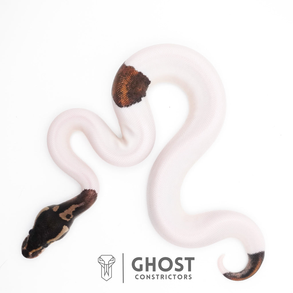 Black Pastel Piebald Ball Python — Female, 2026 hatch, captive-bred by Ghost Constrictors