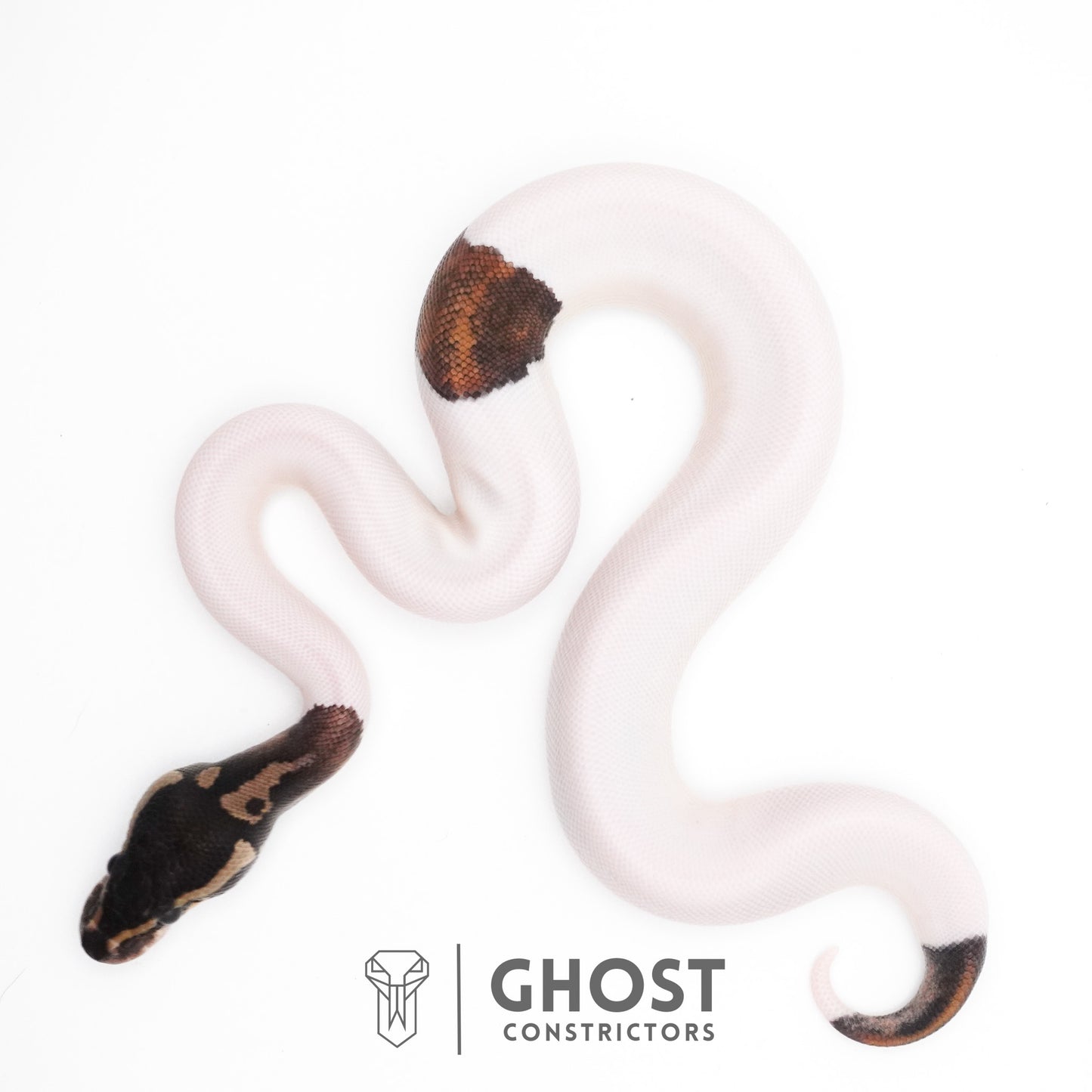 Black Pastel Piebald Ball Python