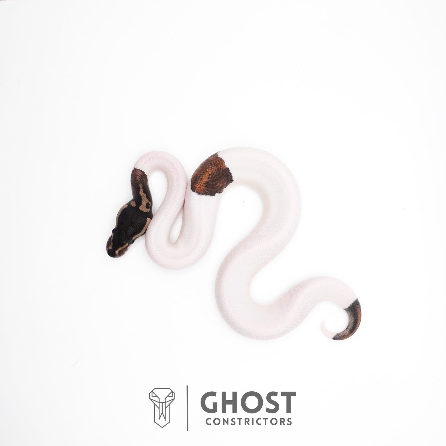 Black Pastel Piebald Ball Python