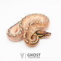 Enchi Asphalt Yellow Belly Ball Python — Female, 2026 hatch, captive-bred by Ghost Constrictors