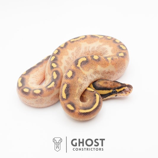Enchi Asphalt Yellow Belly Ball Python