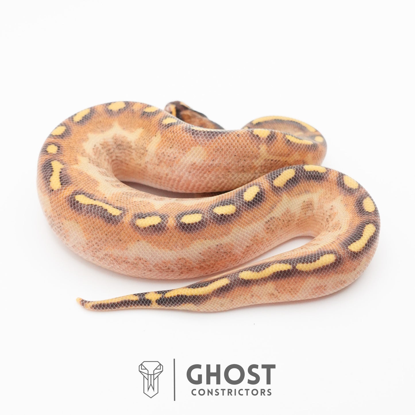 Enchi Asphalt Yellow Belly Ball Python