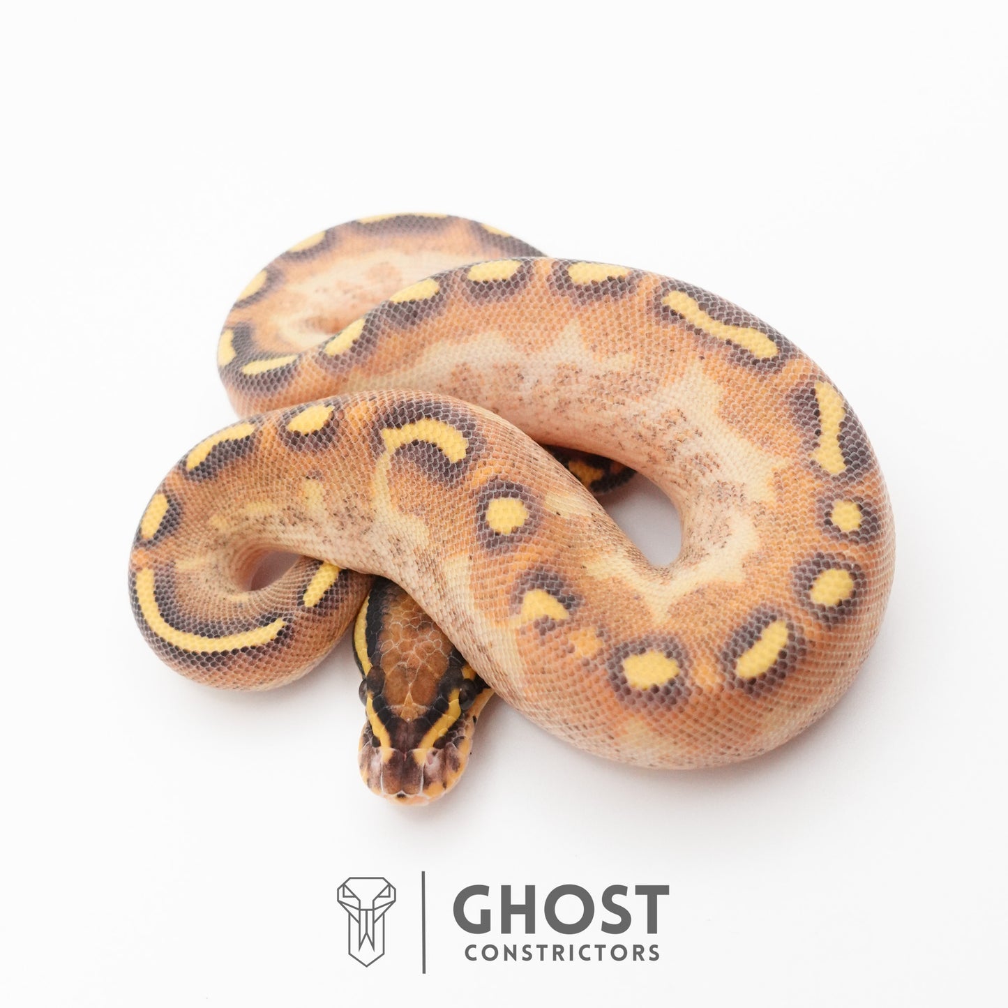 Enchi Asphalt Yellow Belly Ball Python