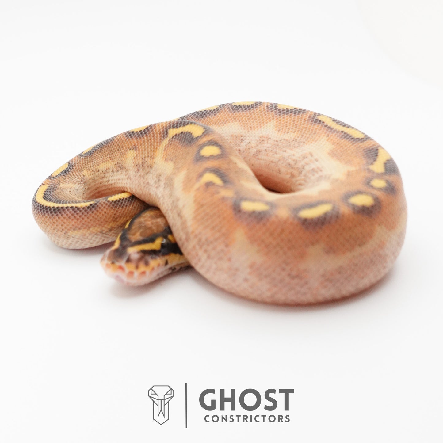 Enchi Asphalt Yellow Belly Ball Python