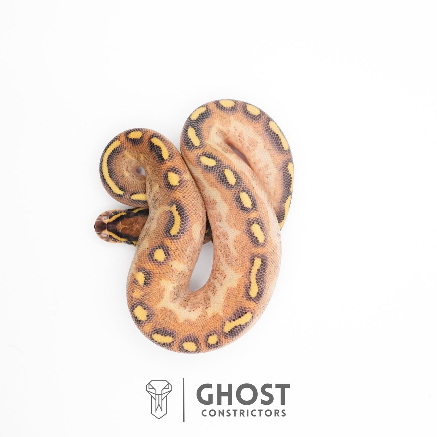 Enchi Asphalt Yellow Belly Ball Python