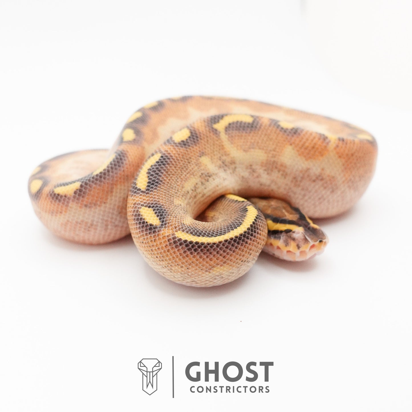 Enchi Asphalt Yellow Belly Ball Python