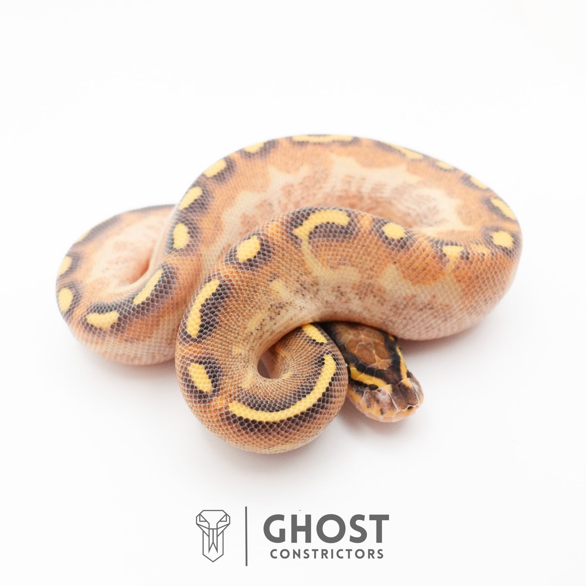 Enchi Asphalt Yellow Belly Ball Python — Female, 2026 hatch, captive-bred by Ghost Constrictors