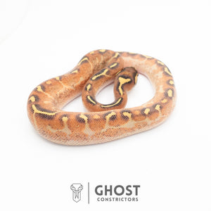 Enchi Asphalt Yellow Belly Ball Python