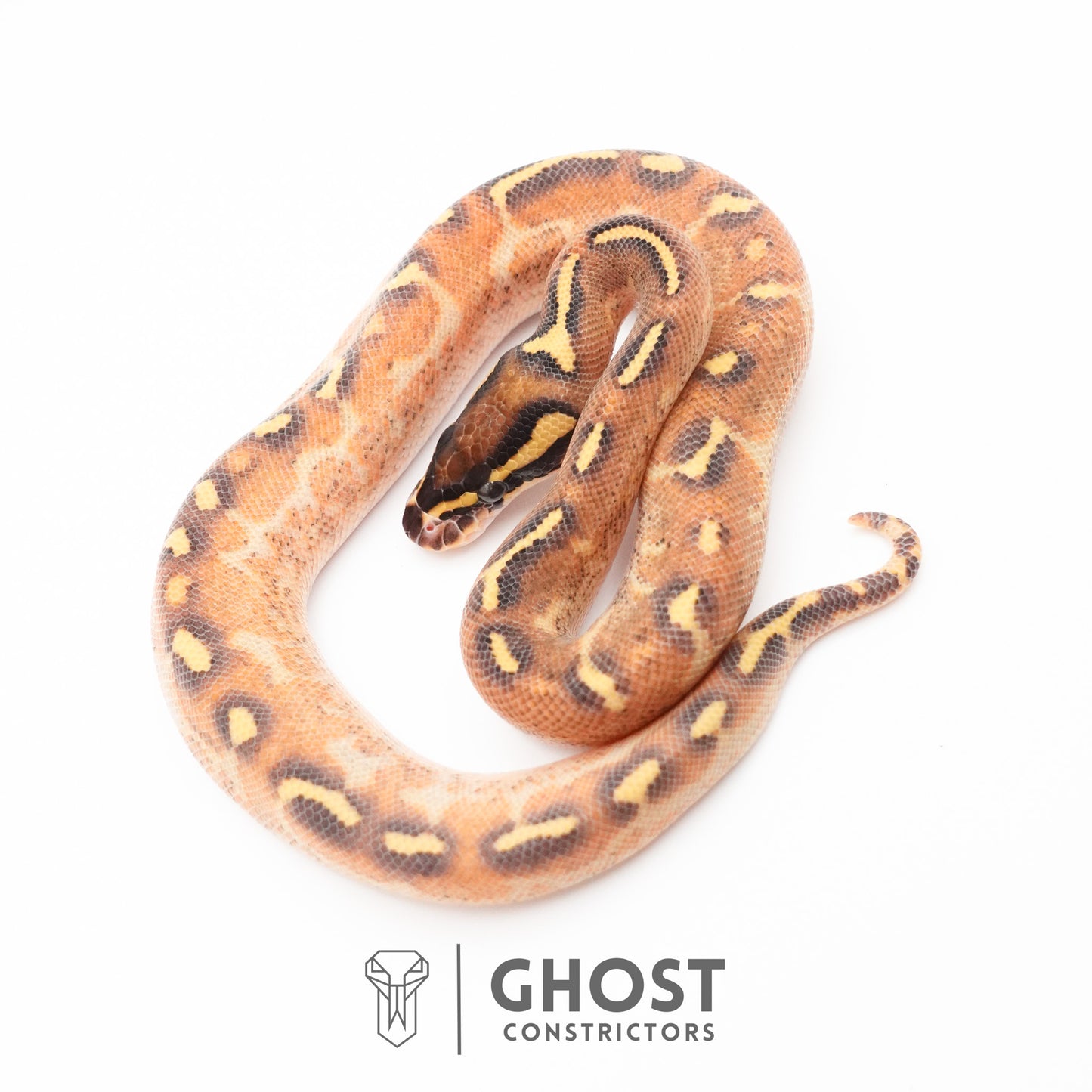Enchi Asphalt Yellow Belly Ball Python