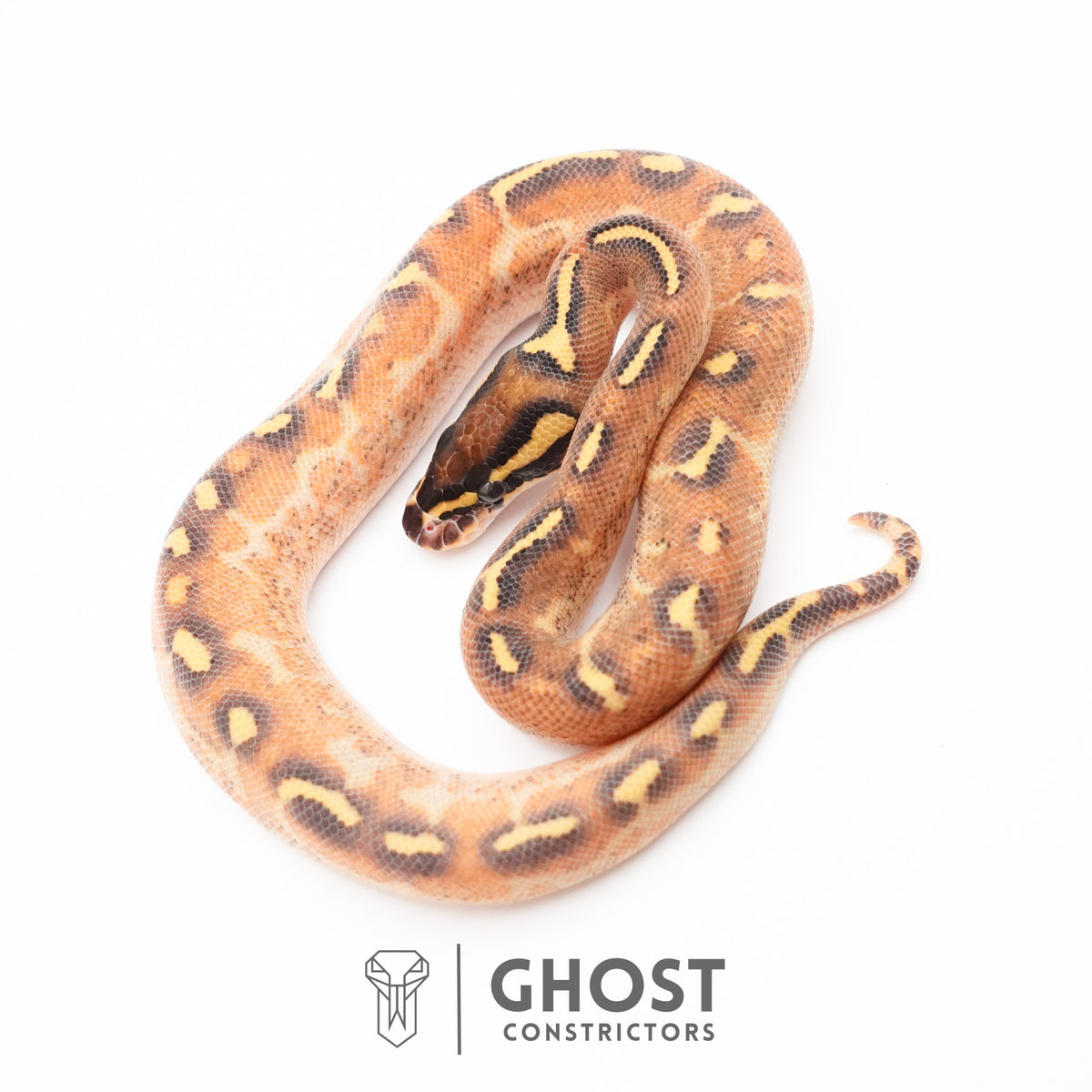 Enchi Asphalt Yellow Belly Ball Python — Male, 2026 hatch, captive-bred by Ghost Constrictors