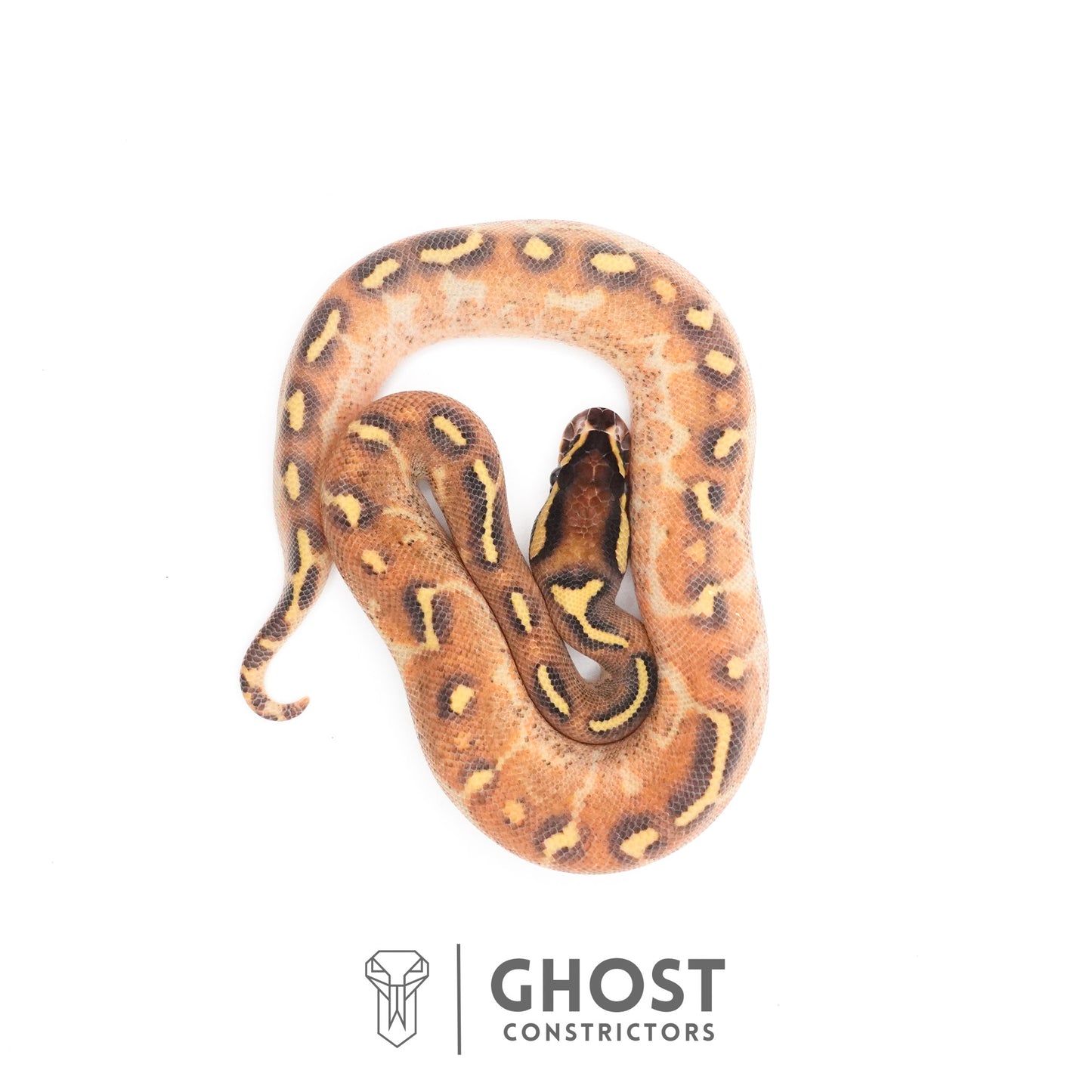 Enchi Asphalt Yellow Belly Ball Python