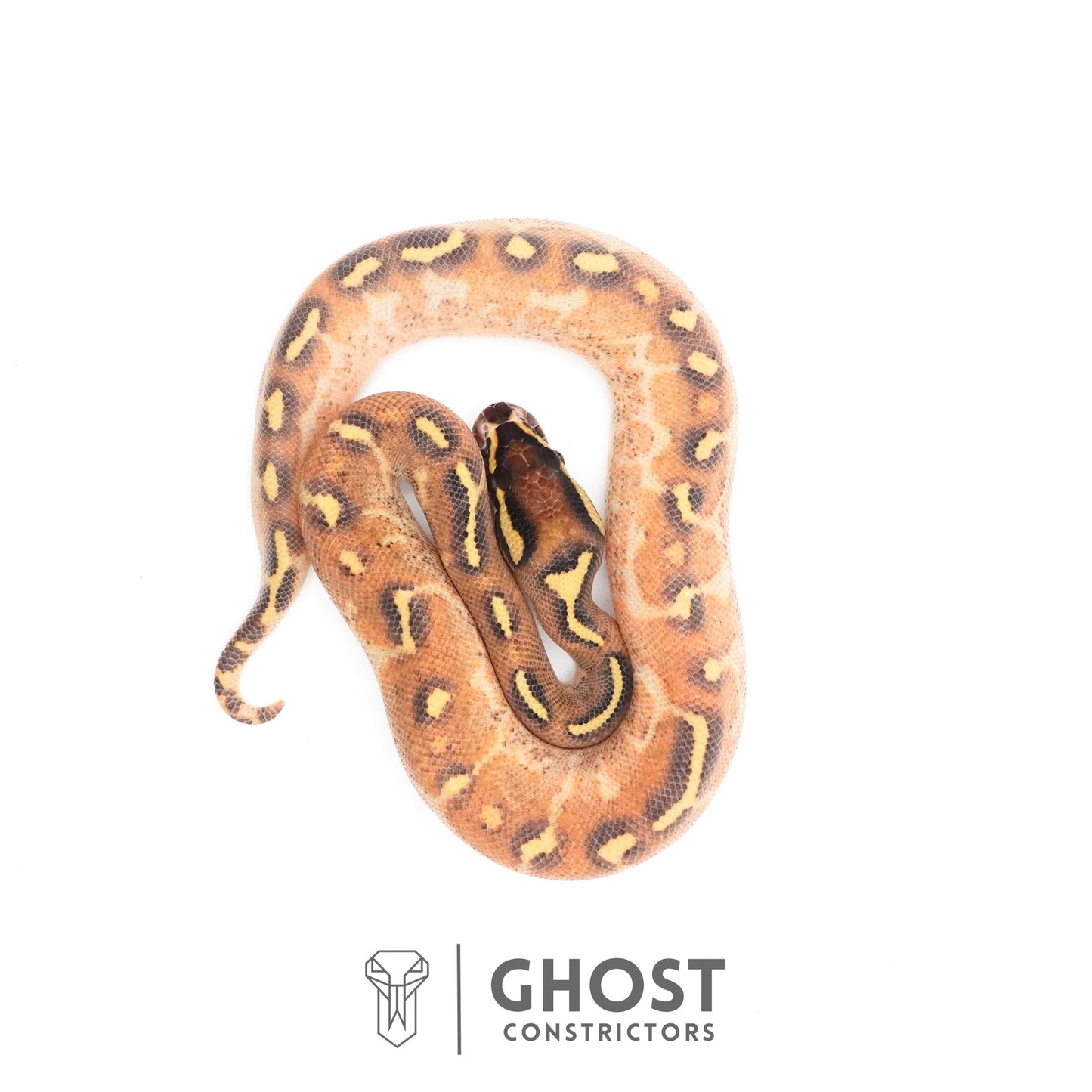 Enchi Asphalt Yellow Belly Ball Python