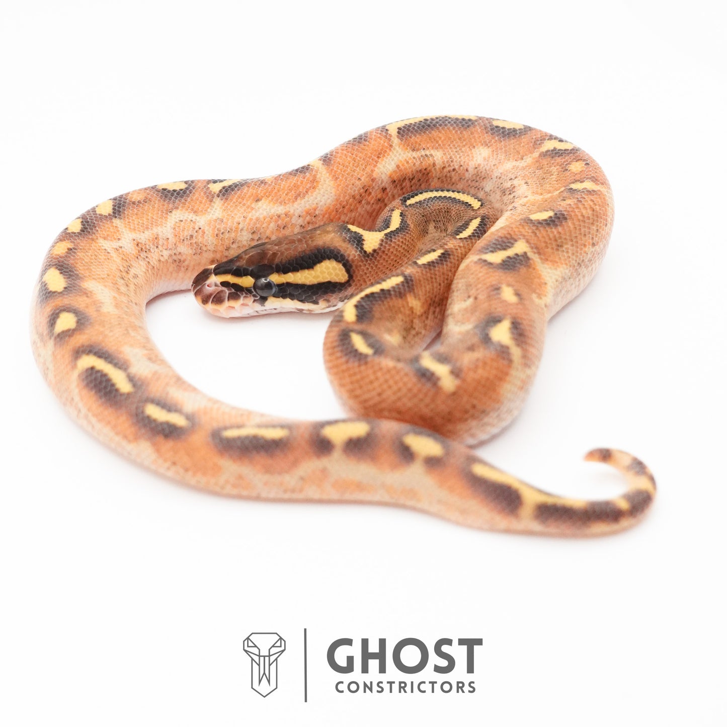 Enchi Asphalt Yellow Belly Ball Python