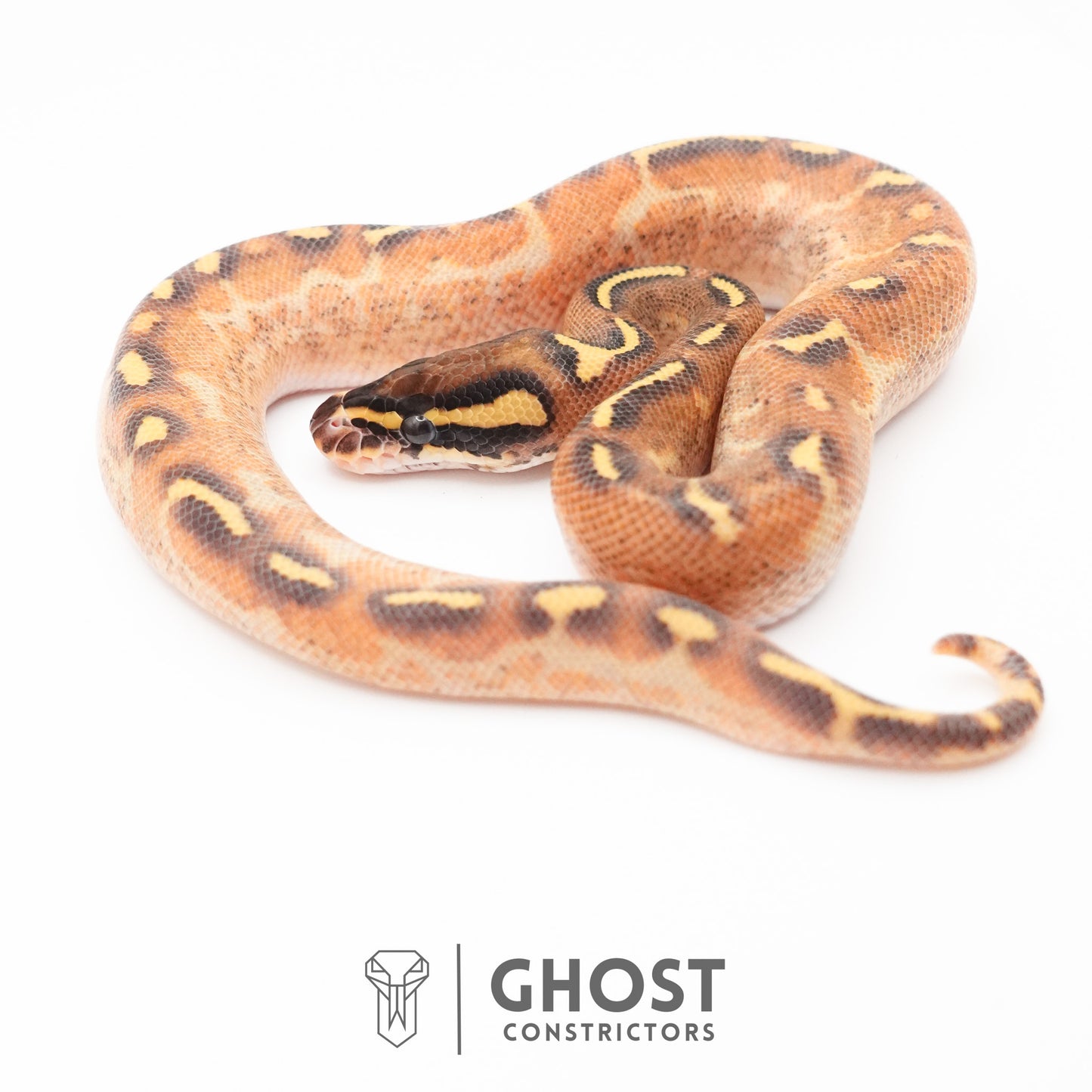 Enchi Asphalt Yellow Belly Ball Python