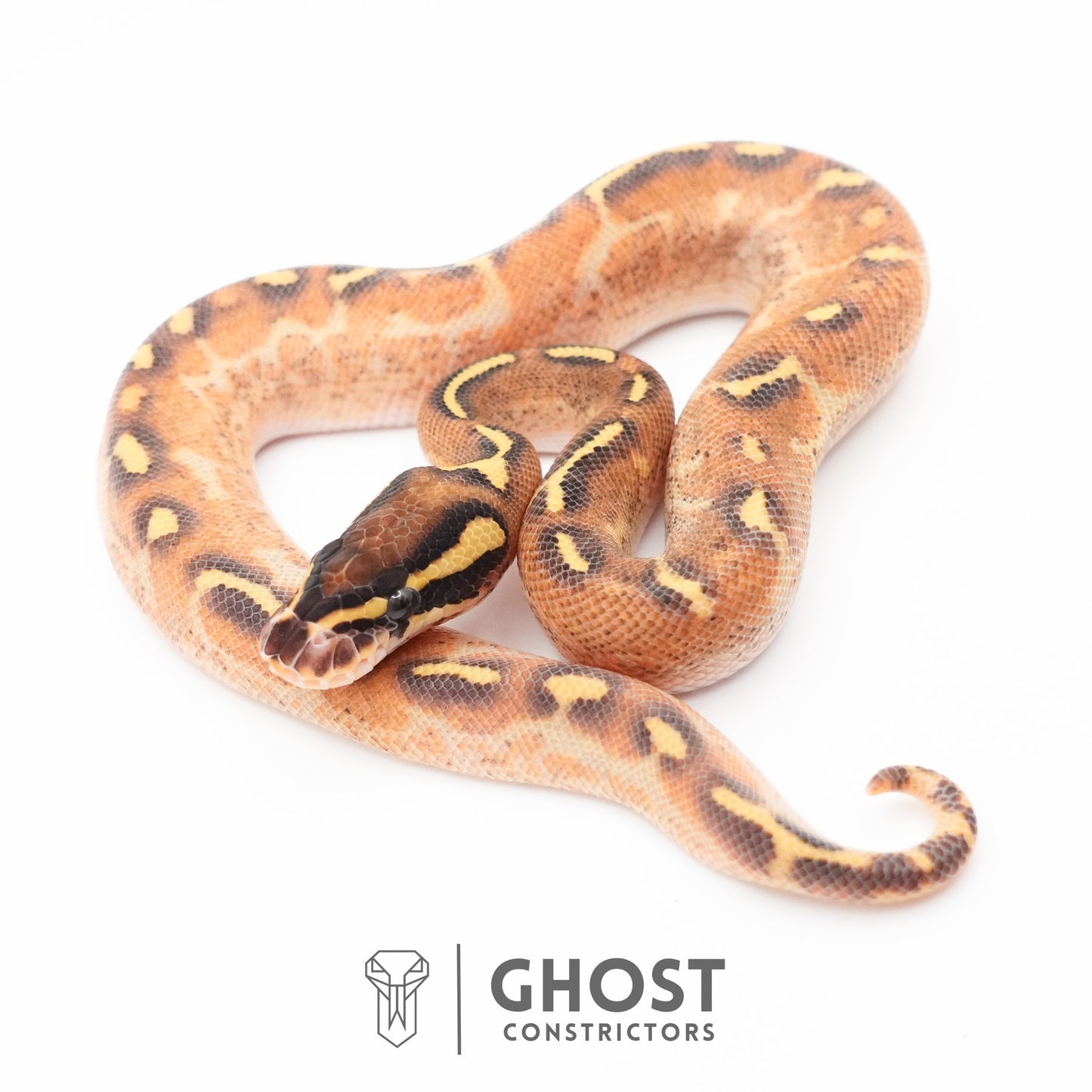 Enchi Asphalt Yellow Belly Ball Python