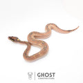 Enchi Asphalt Yellow Belly Ball Python — Female, 2026 hatch, captive-bred by Ghost Constrictors