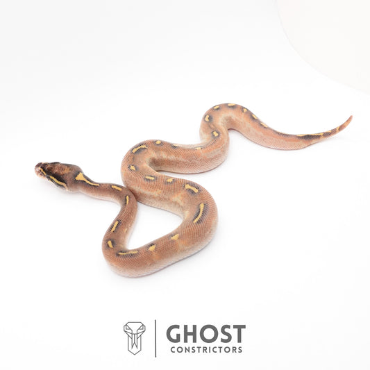 Enchi Asphalt Yellow Belly Ball Python
