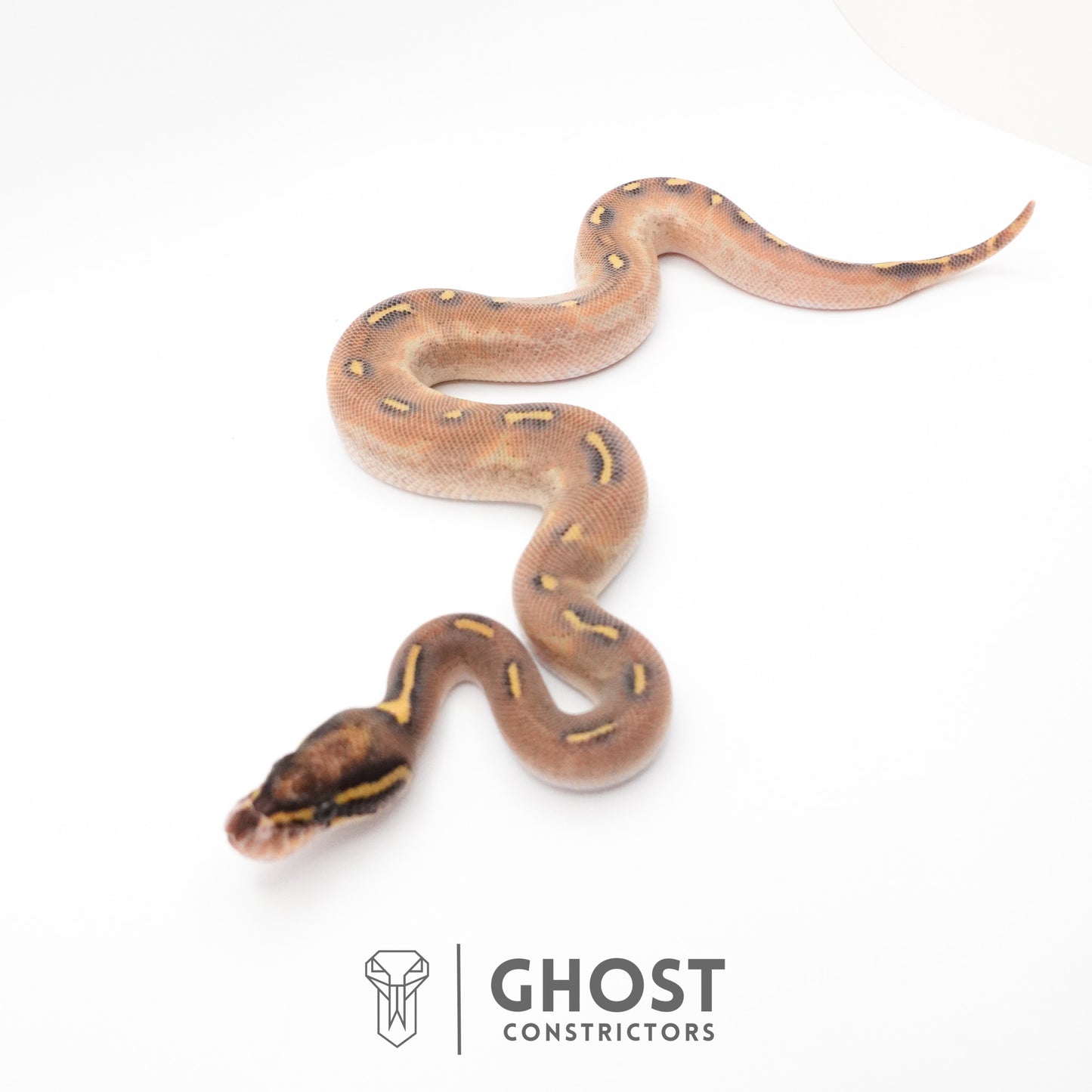 Enchi Asphalt Yellow Belly Ball Python