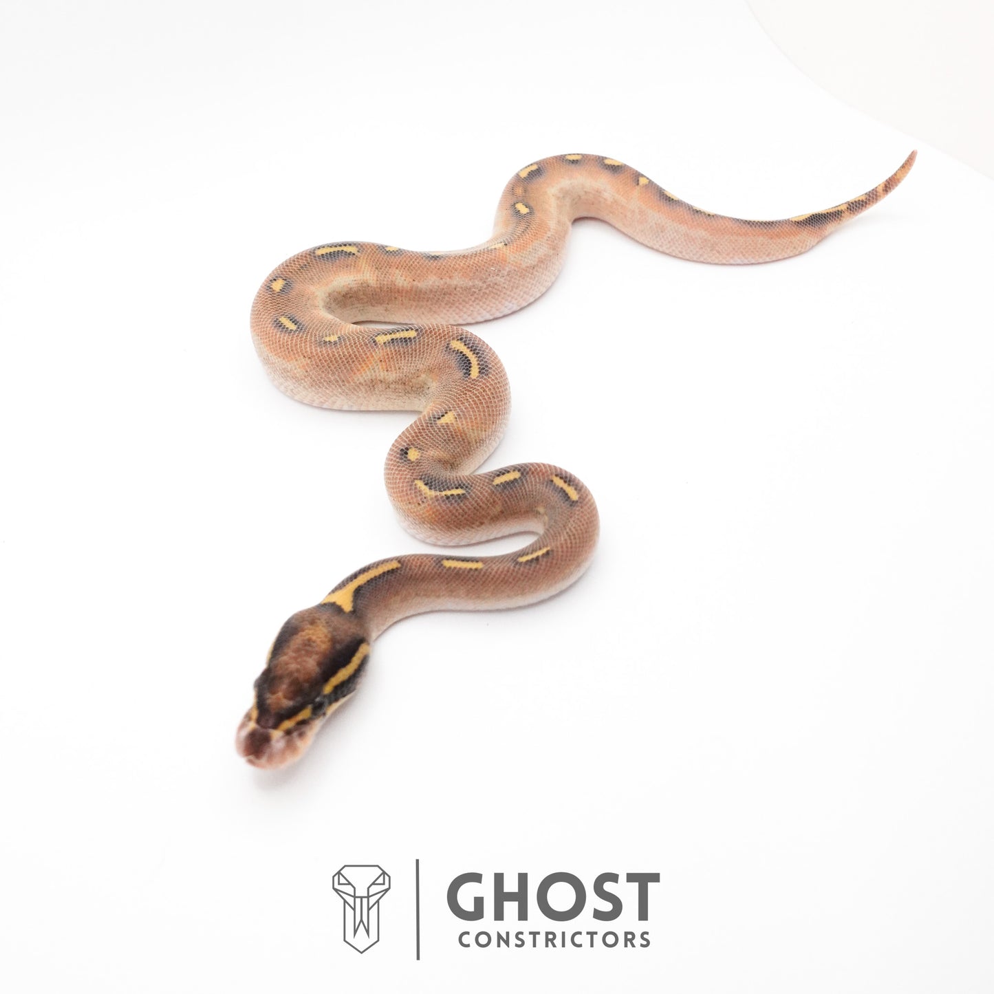Enchi Asphalt Yellow Belly Ball Python