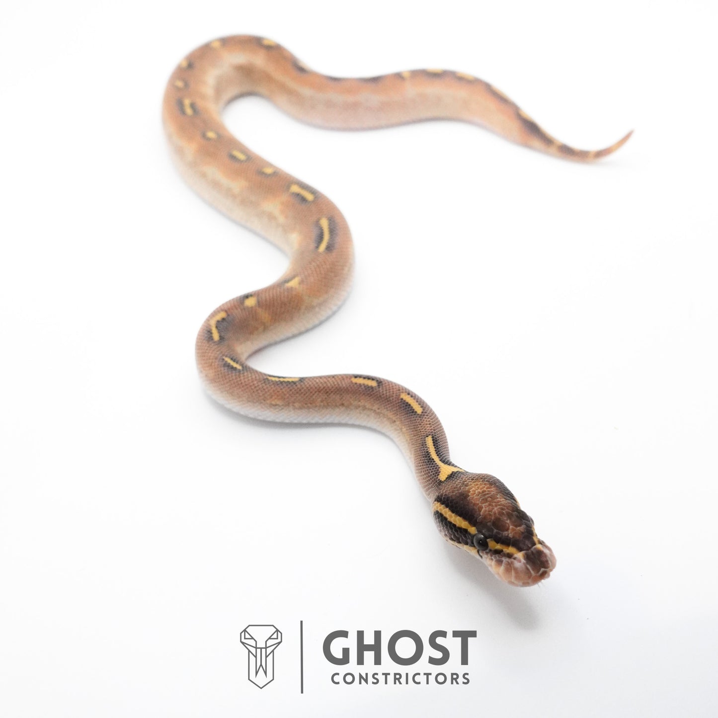 Enchi Asphalt Yellow Belly Ball Python