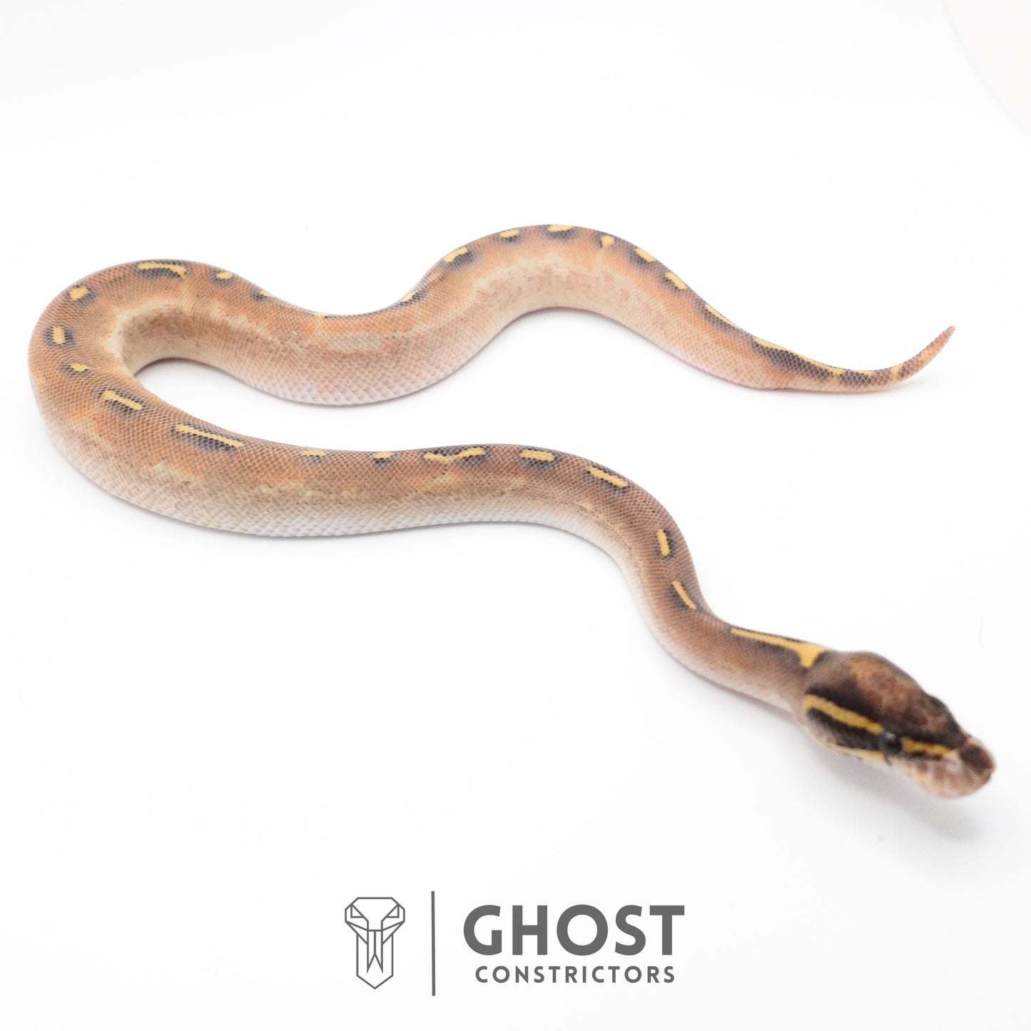 Enchi Asphalt Yellow Belly Ball Python