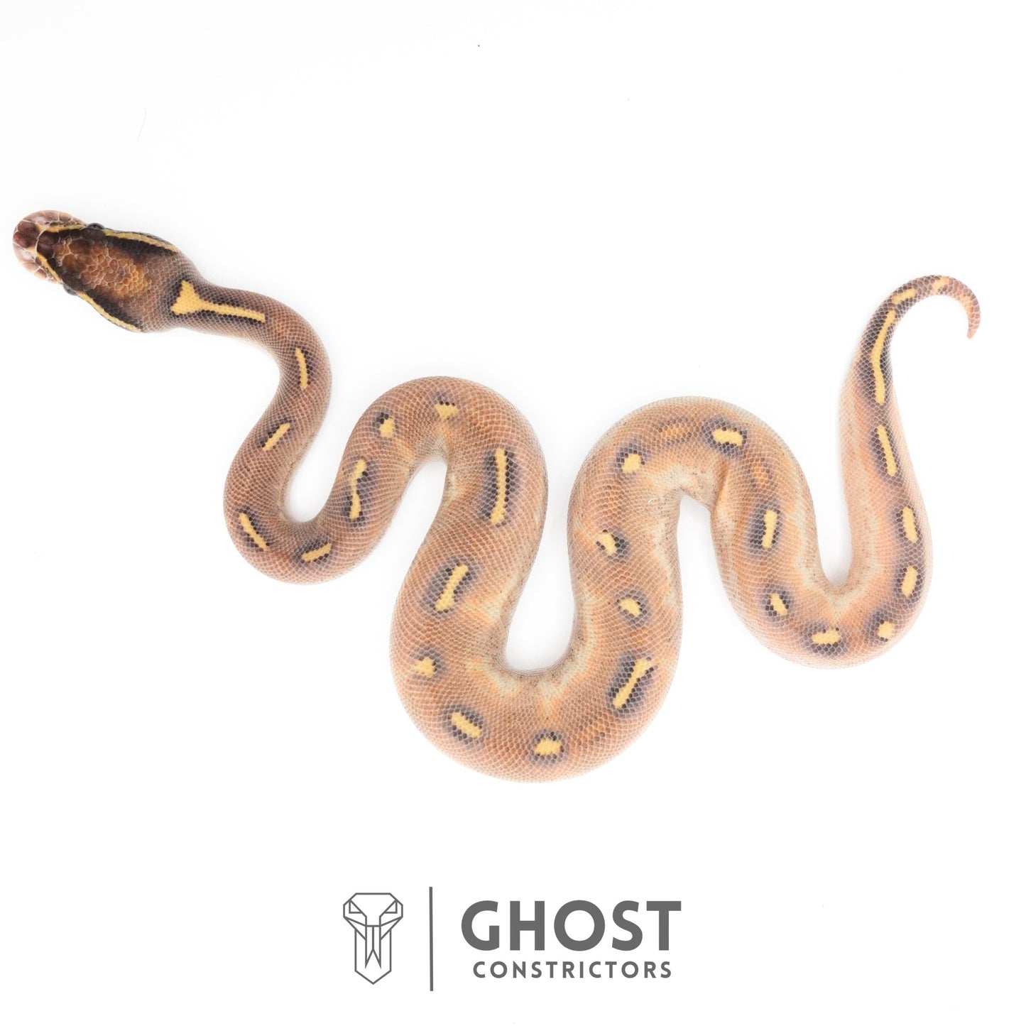 Enchi Asphalt Yellow Belly Ball Python