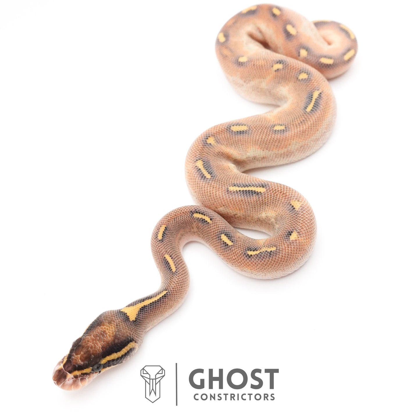 Enchi Asphalt Yellow Belly Ball Python