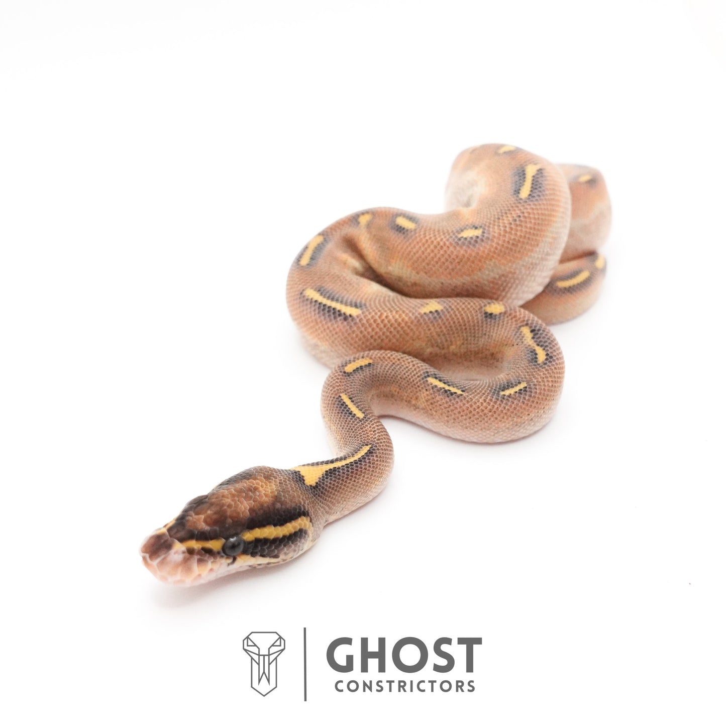 Enchi Asphalt Yellow Belly Ball Python