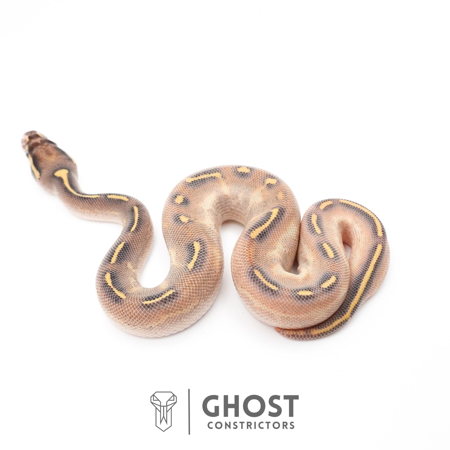 Enchi Asphalt Yellow Belly Ball Python