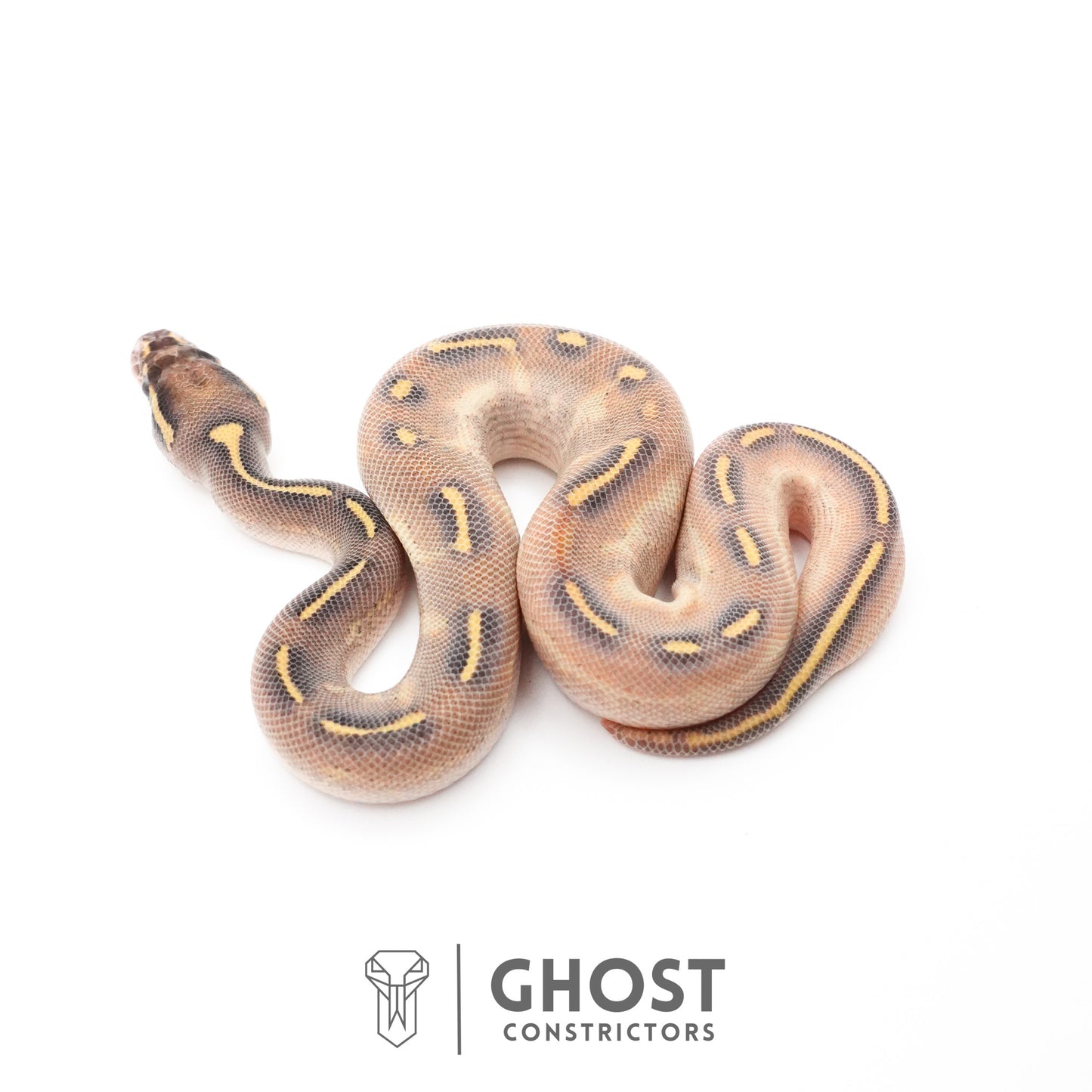 Enchi Asphalt Yellow Belly Ball Python