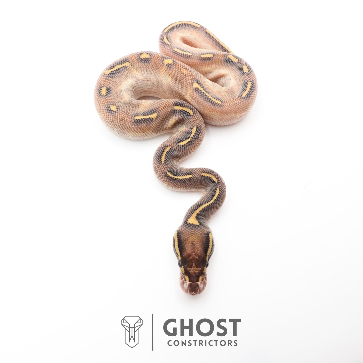 Enchi Asphalt Yellow Belly Ball Python