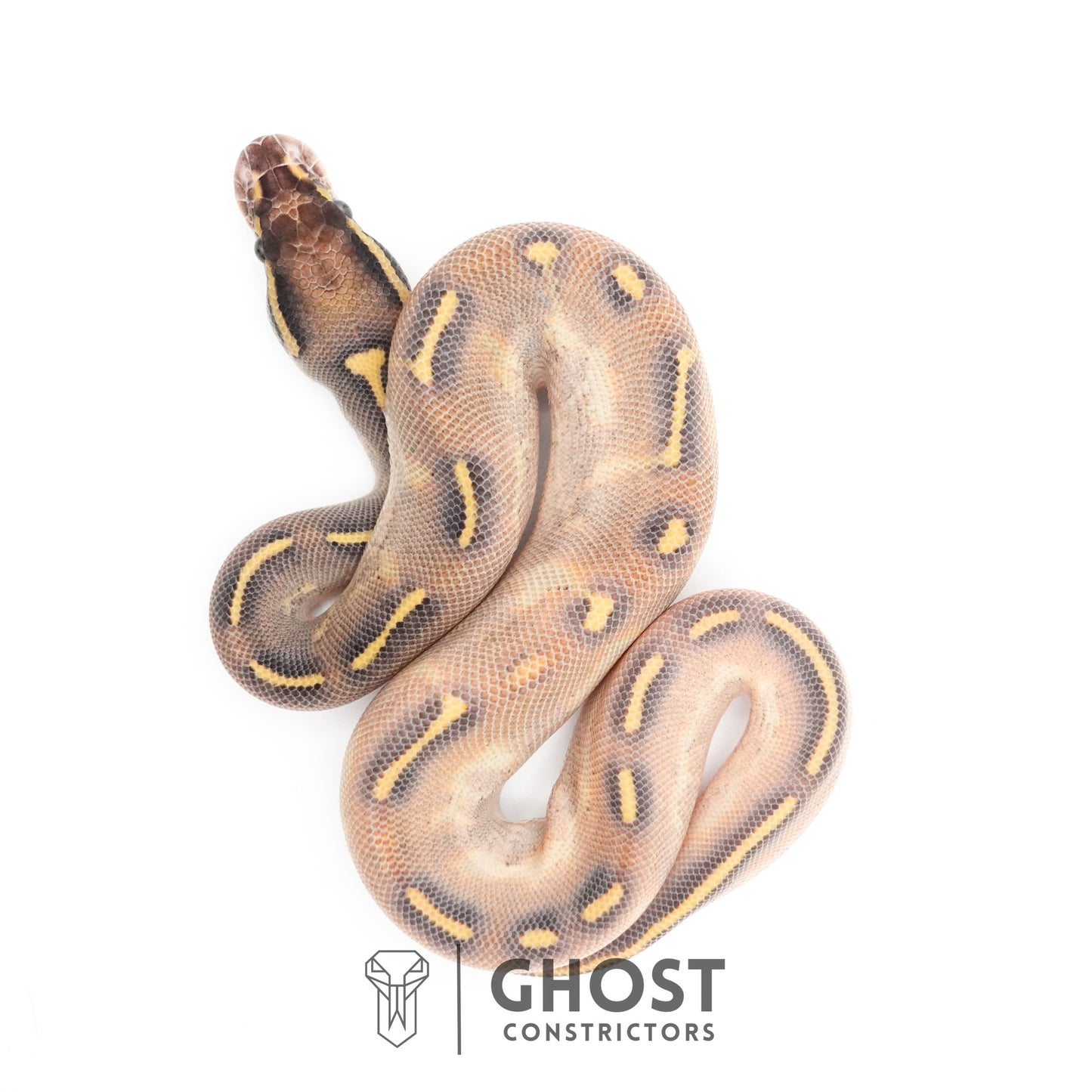 Enchi Asphalt Yellow Belly Ball Python