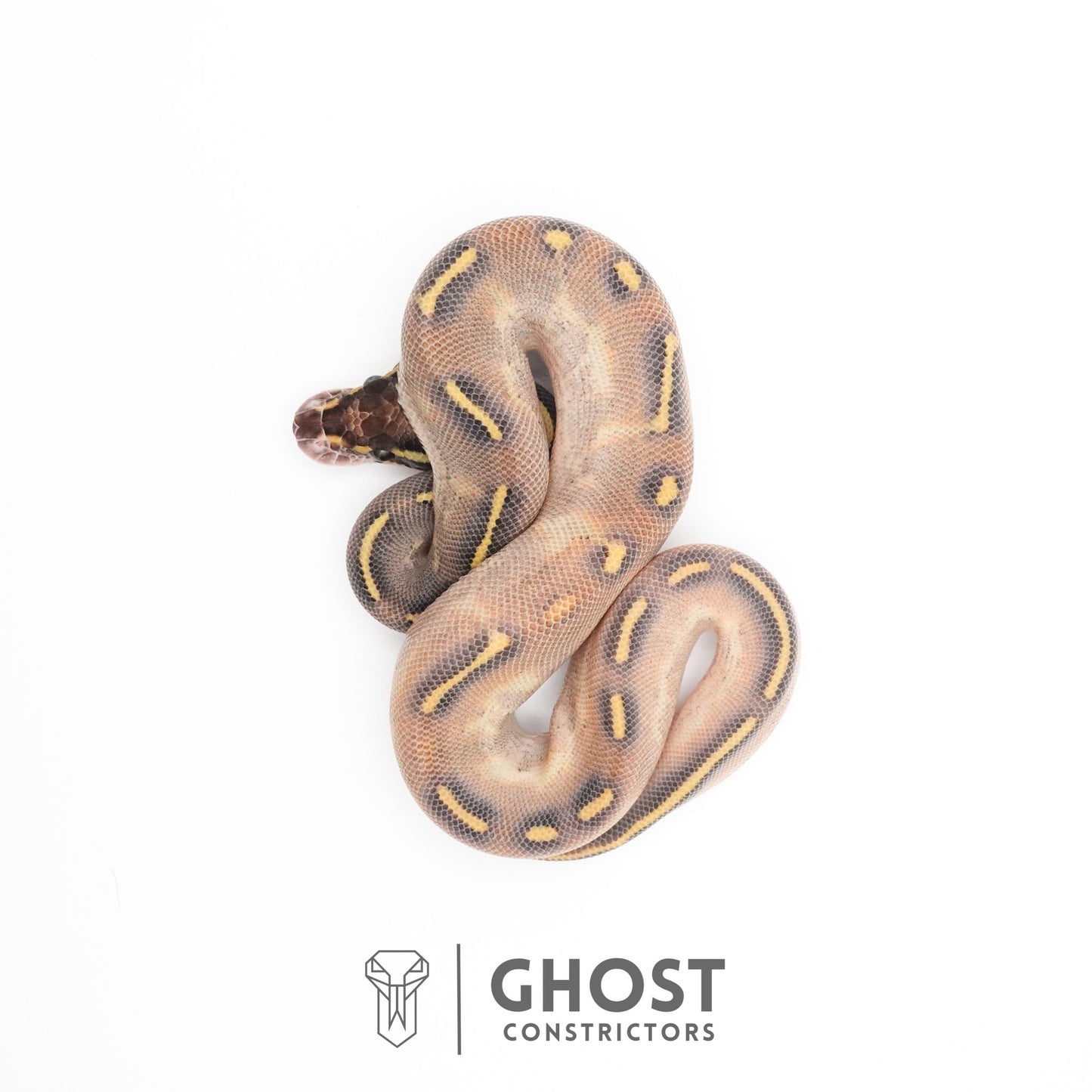Enchi Asphalt Yellow Belly Ball Python