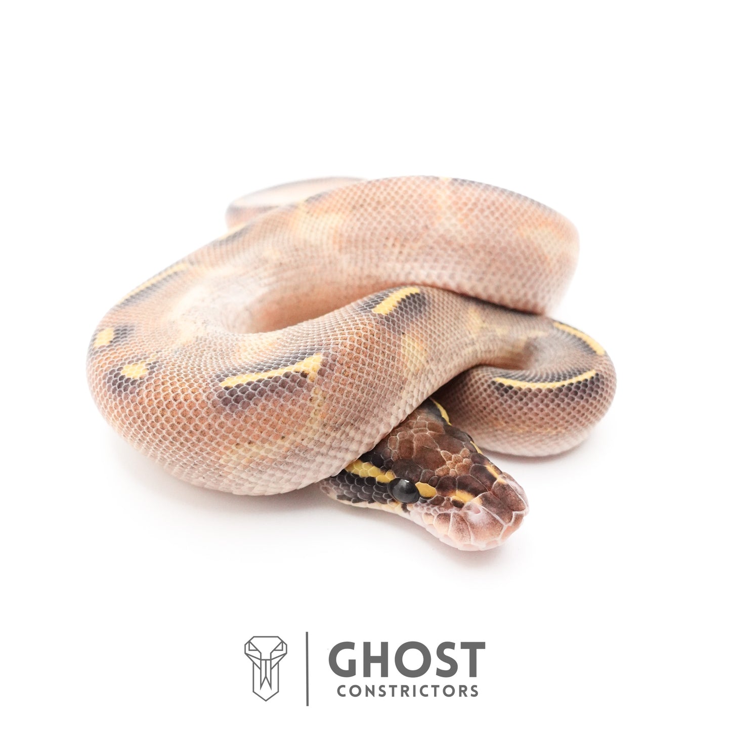 Enchi Asphalt Yellow Belly Ball Python