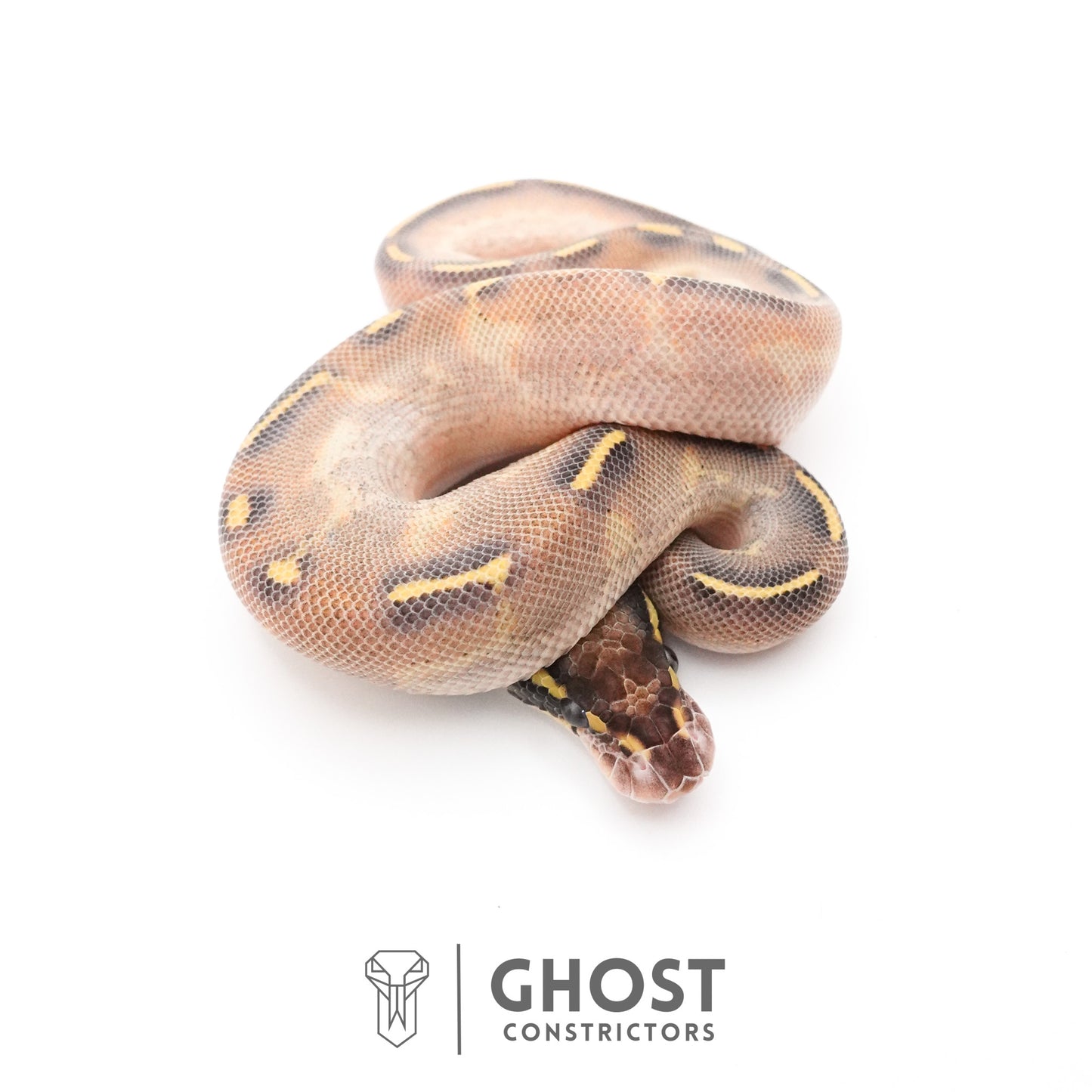 Enchi Asphalt Yellow Belly Ball Python