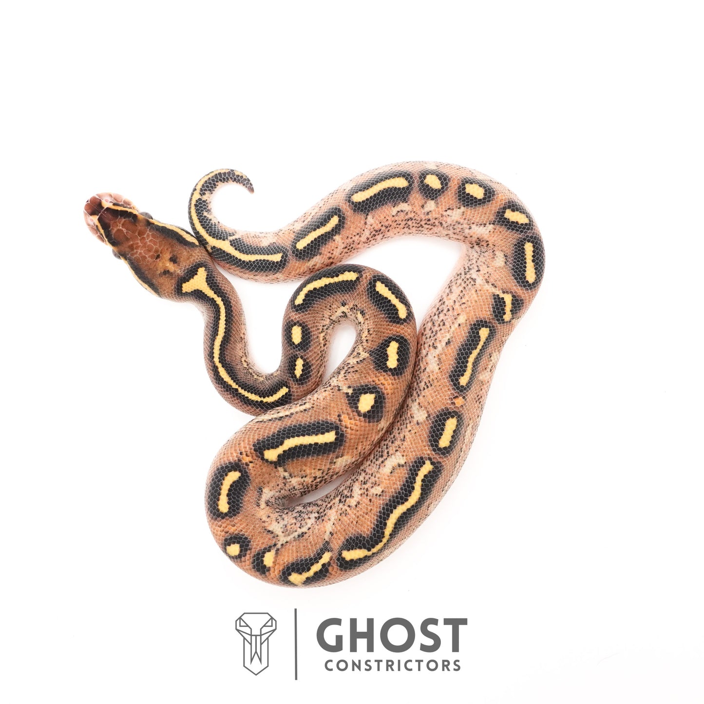 Black Head Asphalt Yellow Belly Ball Python