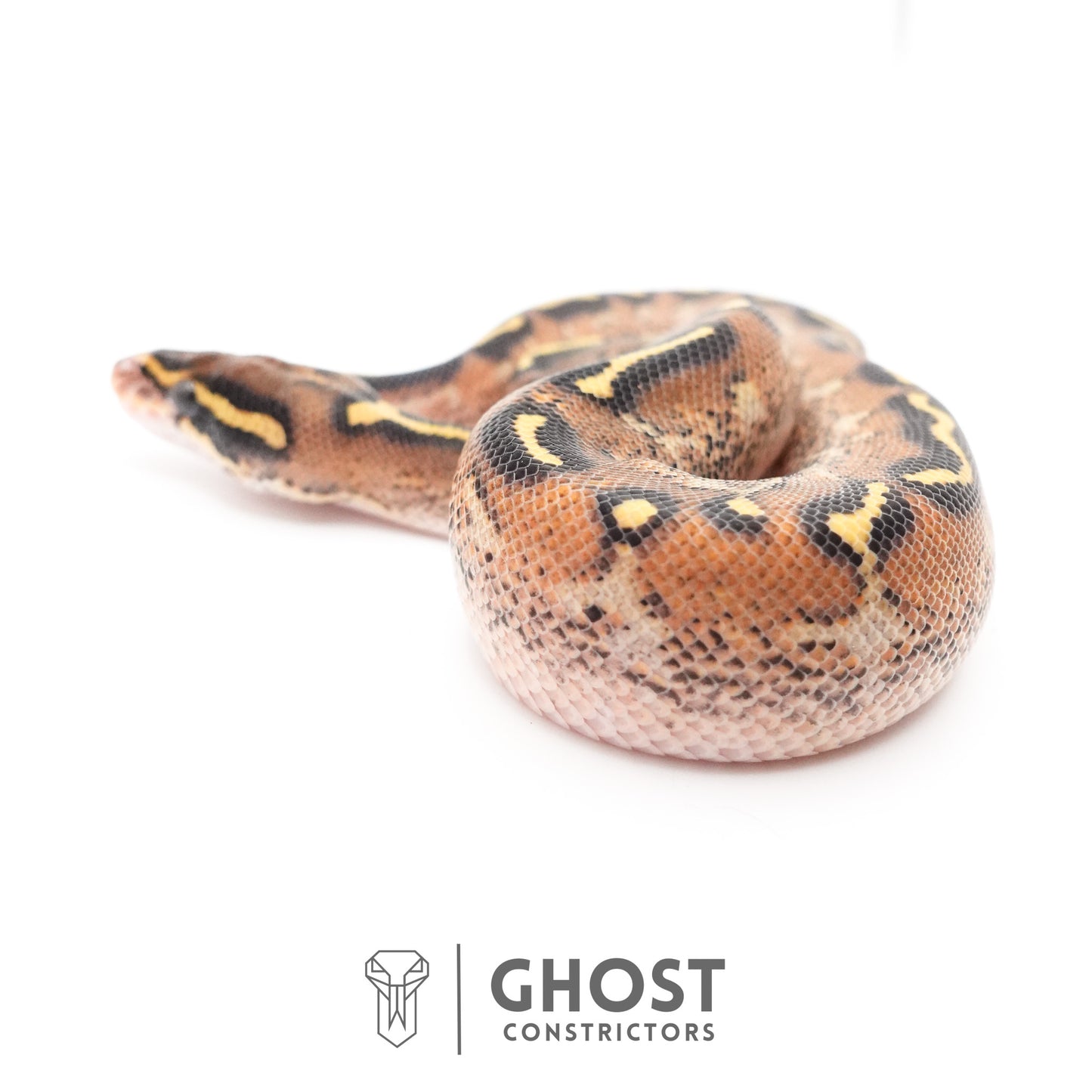 Black Head Asphalt Yellow Belly Ball Python