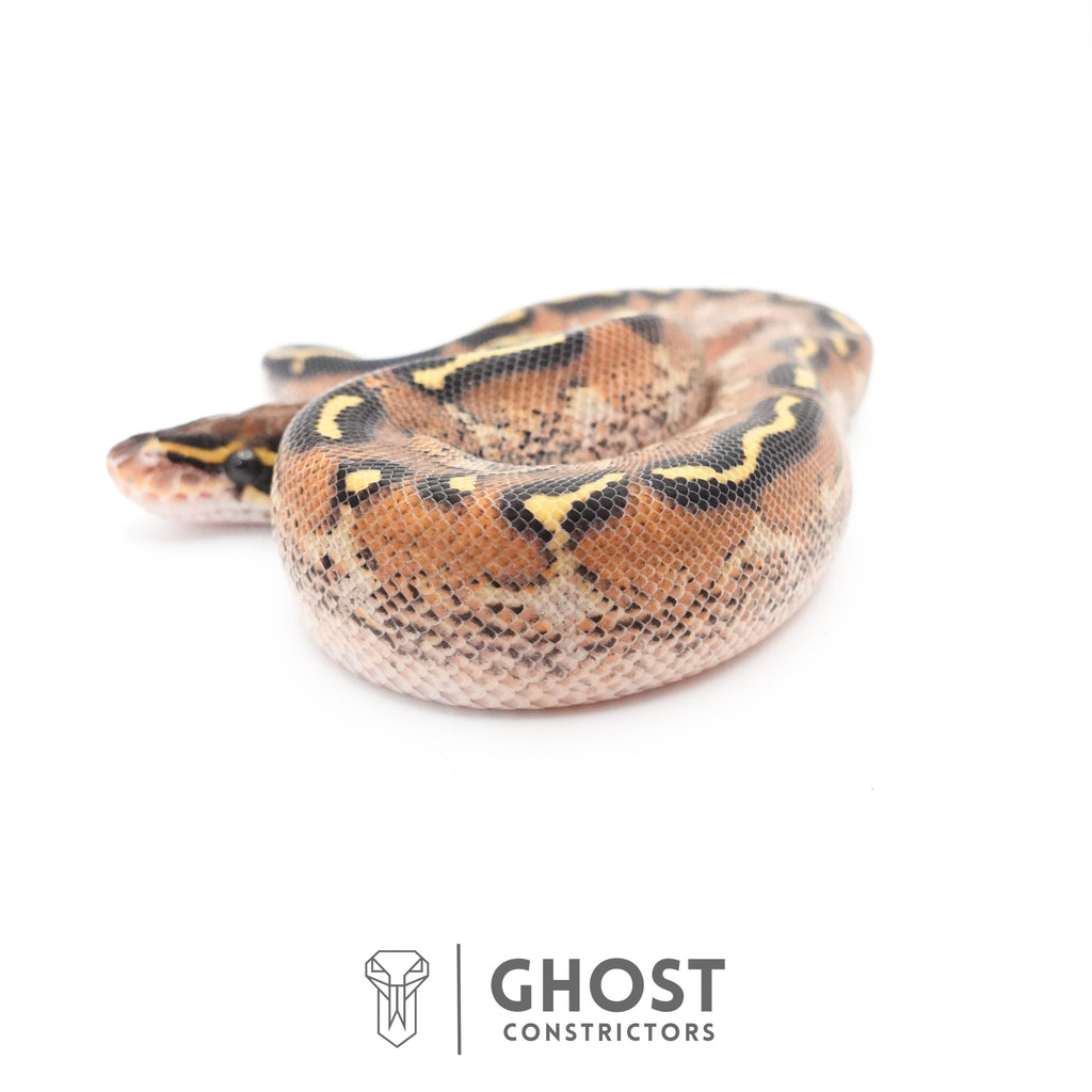 Black Head Asphalt Yellow Belly Ball Python — Male, 2026 hatch, captive-bred by Ghost Constrictors
