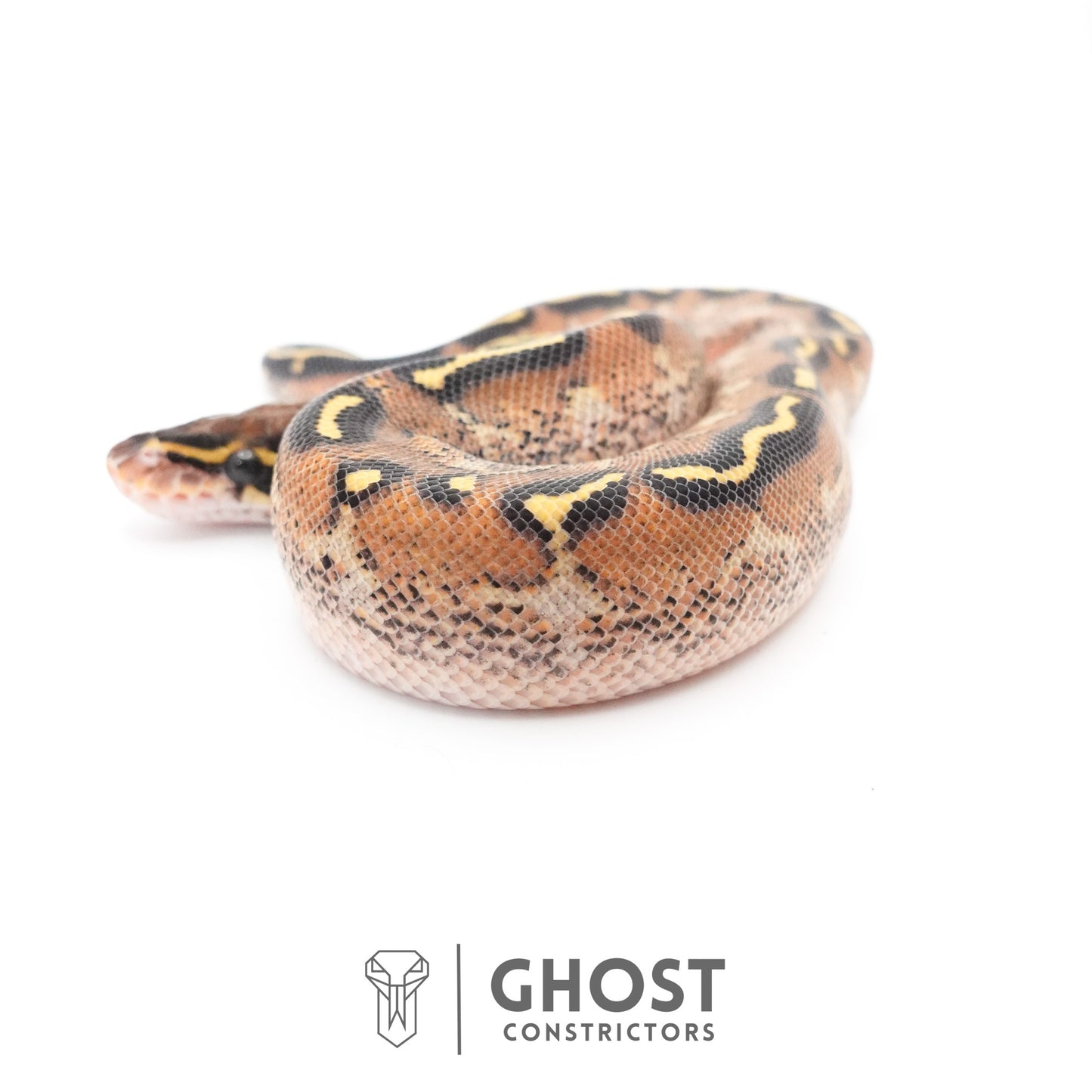 Black Head Asphalt Yellow Belly Ball Python