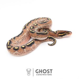Black Head Asphalt Yellow Belly Ball Python